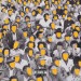 General C’mamane – Cheppis